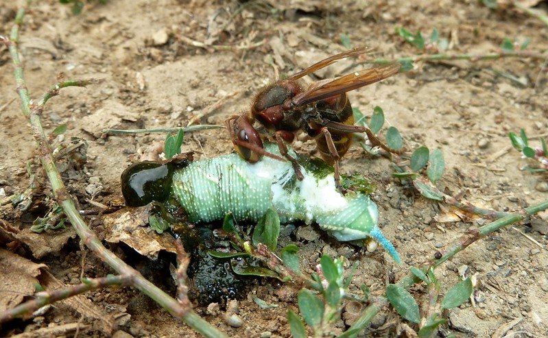 Galleria di insetti predatori e loro prede